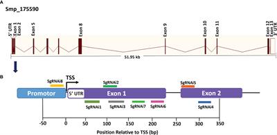 CRISPR interference for sequence-specific regulation of fibroblast growth factor receptor A in Schistosoma mansoni